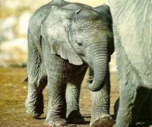 yapboz annesi ile bebek fil